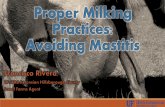 Define Mastitis Identify factors that affect milk quality ...