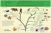 Node I THE TREE OF LIFE - National Geographic Society