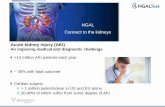 NGAL Connect to the kidneys