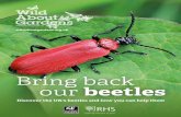 Bring back our beetles - Wild About Gardens