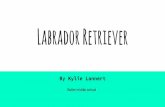 Labrador Retriever - Waukesha Kennel Club