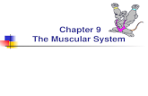 Chapter 9 The Muscular System. Skeletal Muscle Structure Tendon â€“ Fascia â€“ outermost covering; covers entire muscle & continuous w/tendon; separates muscle