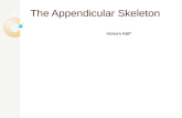 The  Appendicular  Skeleton