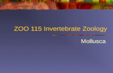 ZOO 115 Invertebrate Zoology Mollusca. Mollusca – Classes Monoplacophora Aplacophora Polyplacophora Gastropoda Bivalvia Scaphopoda Cephalopoda.