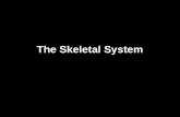 The Skeletal System. Axial Skeleton Appendicular Skeleton