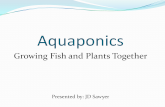 Aquaponics: Growing Fish and Plants Together - Colorado Aquaponics