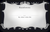 Rainforests by Chloe