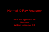 Normal X-Ray Anatomy Axial and Appendicular Skeleton William Ursprung, DC.