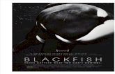 Blackfish Script