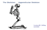 The Skeleton:     Appendicular Skeleton