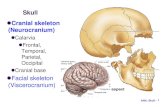 Skull Cranial skeleton (Neurocranium) Facial skeleton ...
