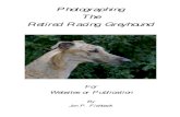 Photographing The Retired Racing   Racing Greyhound . 2 ... keeping before photography ... these poses for the family album. We all have these pictures, but