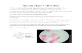 Human Cheek Cell Station - cpb-us-e1.· Human Cheek Cell Station 1. To view cheek cells, gently scrape