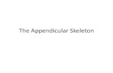 The Appendicular Skeleton - .Shoulder Girdle •Only forms one joint with the axial skeleton •Clavicle