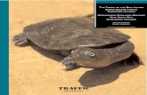 The Trade of the Roti Island Snake-necked Turtle SOUTHEAST ASIA THE TRADE OF THE ROTI ISLAND SNAKE-NECKED