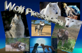 Types of Wolves Gray Wolf Timber wolf Red wolf Arctic wolf.