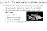 Lecture 3 â€“ The axial and appendicular .Lecture 3 â€“ The axial and appendicular skeleton â€¢ The