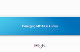 Emerging MOAs in lupus
