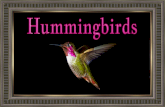 Hummingbirds - with animations