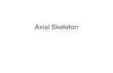 Axial Skeleton. The skeleton is divided into 2 parts, the axial and appendicular skeletons. The axial skeleton, which forms the longitudinal axis of the
