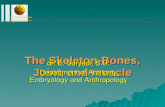 FACULTY OF MEDICINE International Programme The Skeleton- Bones, Joint, and muscle The Skeleton- Bones, Joint, and muscle dr. E. Suryadi, S.U. Department