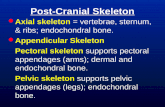 Post-Cranial Skeleton  Axial skeleton = vertebrae, sternum, & ribs; endochondral bone.  Appendicular Skeleton Pectoral skeleton supports pectoral appendages.