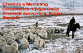 Creating a Marketing Cooperative : Kyrgyz Sheep Breeder's Association, Kyrgyz Republic.