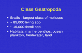 Class Gastropoda Snails - largest class of molluscs ~ 85,000 living spp. ~ 15,000 fossil spp. Habitats: marine benthos, ocean plankton, freshwater, land.