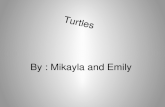 Turtles By : Mikayla and Emily NATIVE TURTLES Eastern box turtle Snapping turtle Eastern painted turtle Painted turtle Spotted turtle Blandingâ€™s turtle
