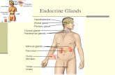 Endocrine Glands Hypothalamus Pineal gland Pituitary gland Thyroid gland Parathyroid glands Adrenal glands Pancreas Ovary (female) Testis (male)