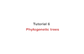 Phylogenetic trees Tutorial 6. Distance based methods UPGMA Neighbor Joining Tools Mega phylogeny.fr DrewTree Phylogenetic Trees.