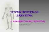 Appendicular Skeleton(12.03.08)