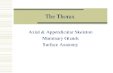 The Thorax Axial & Appendicular Skeleton Mammary Glands Surface Anatomy.