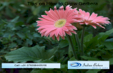 Tips on How to Grow Gerbera Flowers/Buy Gerbera Flowers Online