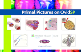 Primal Pictures on Ovid  .®Wolters Kluwer Ovid Health Primal Pictures on Ovid SP