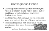 Cartilaginous Fishes Cartilaginous fishes (Chondrichthyes) have a skeleton made not of bone, but of cartilage, which is lighter and more flexible than.