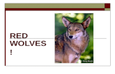 WOLVES! RED © Greg Koch. Wolf habitats Wolves? © Greg Koch.