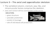 Lecture 3 â€“ The axial and appendicular skeleton - ru.ac.za Lecture 3 â€“ The axial and appendicular