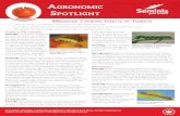 Managing Chewing Insects of Tomato ... Agronomic Spotlight Managing Chewing inseCts of toMato آ» Chewing
