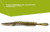 Two Spin Blackfish PREAMBLE Two-spined Blackfish (Gadopsis bispinosus Sanger (1984)) was listed as a