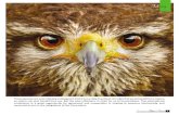 Falconry Falconry in Persia Persia primer in falconry Persians in ancient times, like many other people,