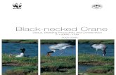 Black-necked Crane ... Preface This report on Black-necked Crane is the result of intensive studies