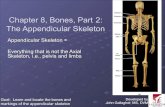 Chapter 8, Bones, Part 2: The Appendicular Appendicular Skeleton = ! Everything that is not the Axial