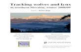 in northern Slovakia, winter 2008/09 - Wolves and Humans wolf cenآ  Tracking wolves and lynx in northern