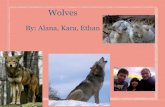 Alana wolves