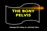 7.Bony Pelvis Rev