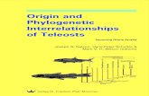 Origin and Phylogenetic Interrelationships of ... Phylogeny of teleosts based on mitochondrial genome