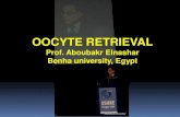 OOCYTE RETRIEVAL Prof. Aboubakr Elnashar