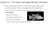 Lecture 3 – The axial and appendicular skeleton