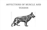 Muscle & Tendon